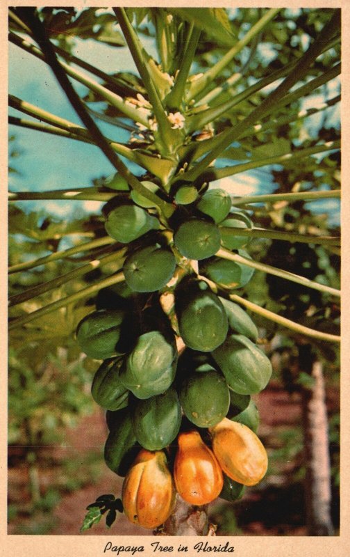 Vintage Postcard Papaya Tree In Florida Most Valued Medicinal Qualities Flavor