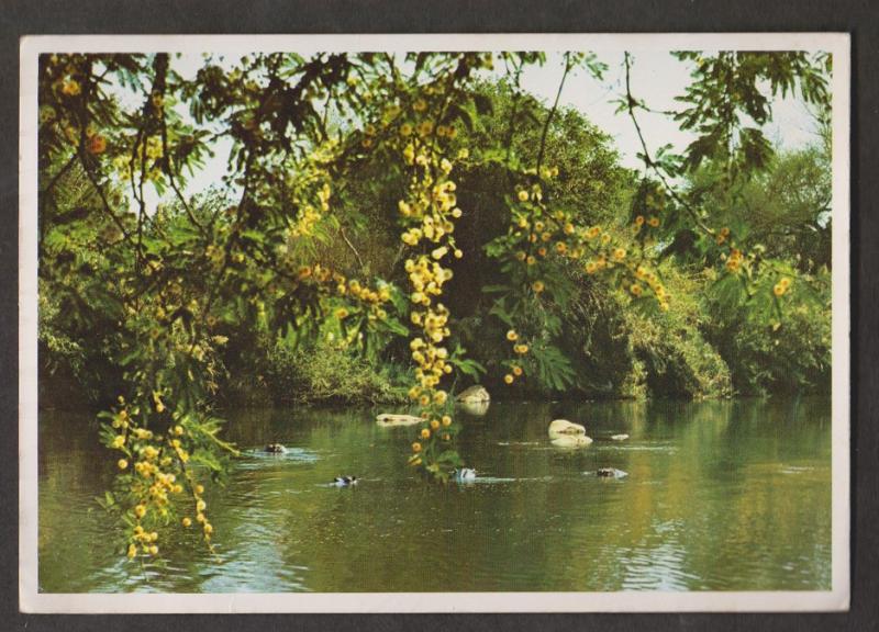 View Of The Olifants River, Eastern Transvaal, RSA - Unused