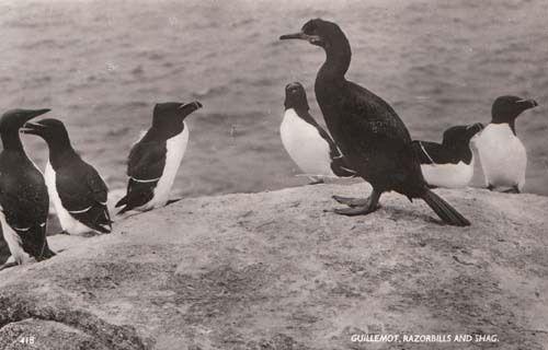 Guillemot Razorbill Shag Bird Real Photo Postcard Mint