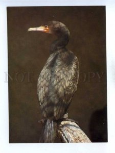 195562 Europe common Cormorant old postcard