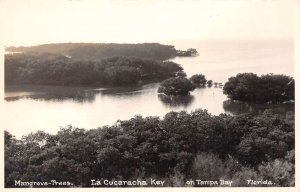 Tampa Bay Florida Mangrove Trees At La Cucaracha Key, Real Photo Postcard U6661