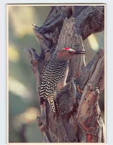 Postcard Gila Woodpecker, Saguaro National Monument, Arizona