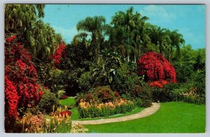 Bougainvillea, Sunken Gardens, St Petersburg, Florida, Vintage 1970 Postcard