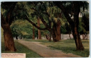 MONTEREY, California CA  Moss Draped Oaks 17 MILE DRIVE 1908 PCK Postcard