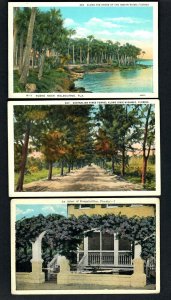 #784ef (3) Pcs. Fla, Australian Pines & Auto, Along Shore, An Arbor Bougainville