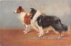 Collie Dog 1908 