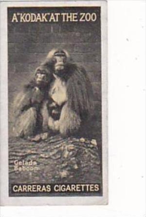 Carreras Cigarette Card Kodak At Zoo 1st Series No 39 Gelada Baboon