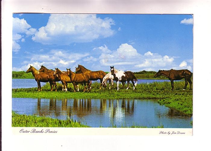 Outer Banks Ponies, Ocracoke, North Carolina, Photo Jim Doane