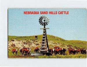Postcard Nebraska Sand Hills Cattle, Nebraska