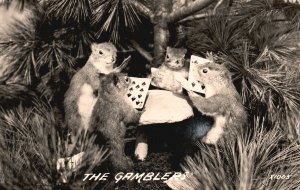 Vintage Postcard Real Photo Squirrels Playing Cards The Gamblers Animals RPPC