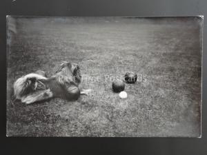 BOWLS showing Dog on the Bowling Green THE BOWLES SKIP - Old RP Postcard