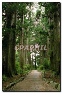 Modern Postcard Cedar Avenue of Trees Hakone National Park