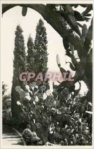 Modern Postcard Monaco Exotic gardens Opuntia polyacanthia