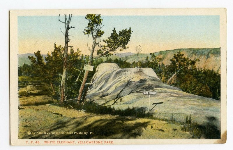 Postcard White Elephant Yellowstone Park Wyoming Standard View Card 