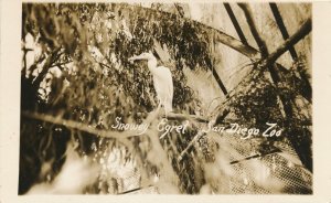 RPPC Snowy Egret at San Diego Zoo - CA California