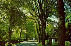 Massachusetts Cape Cod Beautiful Elm Lined Village Street