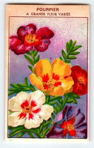 1920's Flower Art Print POURPIER Lithograph Original Vintage For Seed Pack