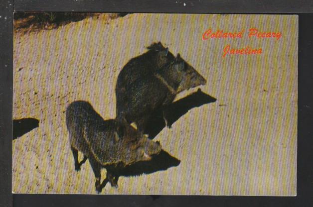 Collored Peccary,Javelina Postcard 