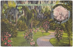 Camellia Japonica's Lane, Cypress Gardens, Florida, Vintage Linen Postcard