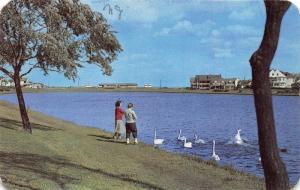 Belmar New Jersey~Silver Lake Scene~Ladies Feeding Swans~c1950s Postcard