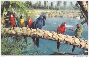 Parrots, Lagoon, Busch Gardens, TAMPA, Florida, 40-60's