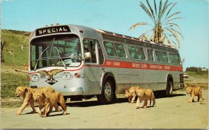 Lion Country Safari Gray Line Bus Lions Sightseeing Tours Vintage Postcard F82