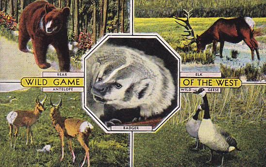 Wild Game Of The West Bear Elk Antelope Geese and Badger