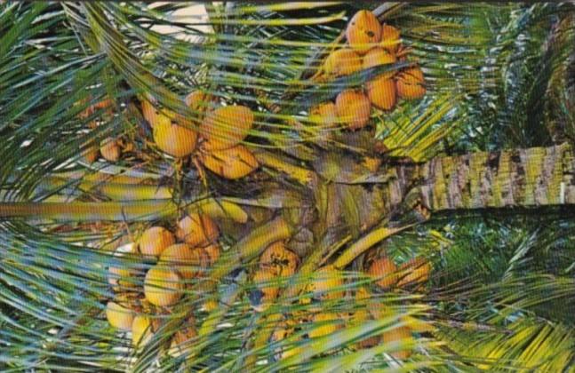 Coconut Palm Trees In Florida 1981