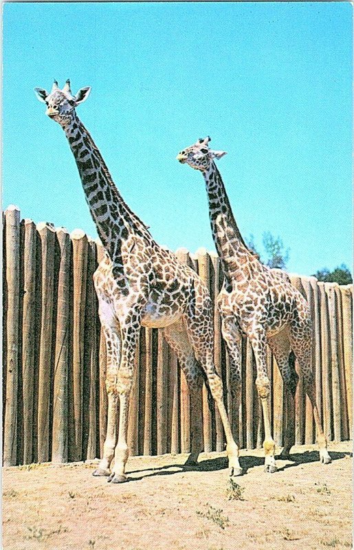 Spotty Dottie Masai Giraffes Swope Park KC MO Postcard Standard View Card 