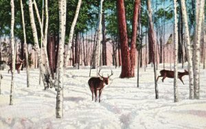 Vintage Postcard 1941 Deer On Forest Winter Snow Wildlife Animals Habitat
