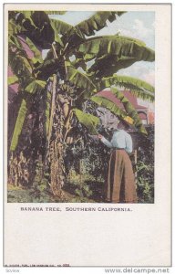 Banana Tree,Southern California, 00-10s