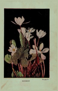 Vintage 1922 Print Bloodroot Steeplebush 2 Side Flowers You Should Know 