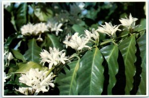 Postcard - Beautiful, fragrant Kona coffee blossoms - Hawaii