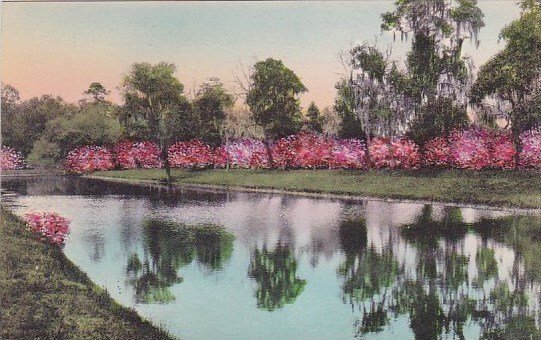 Reflections In The Great Pool Middleton Place Gardens Charleston South Caroli...