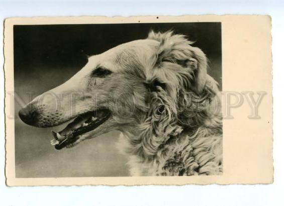 168798 HUNT Dog BORZOI vintage PHOTO PC