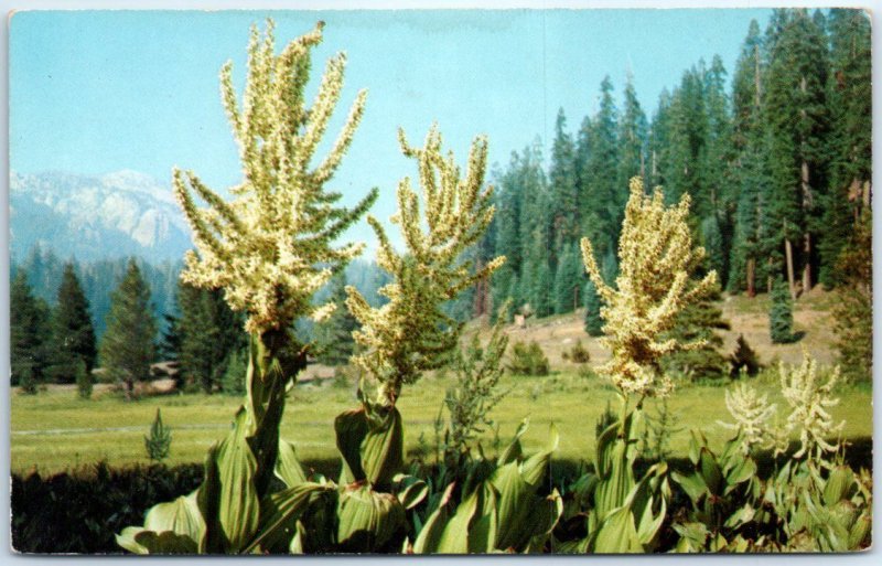 M-54612 Corn Lily Veratrum Californicum Sequoia & Kings Canyon National Parks