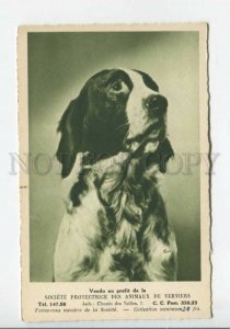 440217 ENGLISH SETTER Dog ADVERTISING Society Protection Animals Verviers 