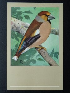 Bird Theme HAWFINCH c1950s Postcard by P. Sluis Series 9 No.109