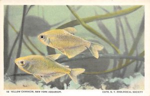Yellow Characin New York Aquarium Fishing Unused 