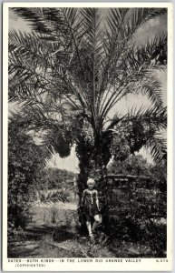 Dates - Both Kinds - In The Lower Rio Grande Valley Mexico Palm Postcard