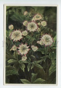 427961 Flower Astrania major Vintage Sammelwerk Tobacco Card w/ ADVERTISING