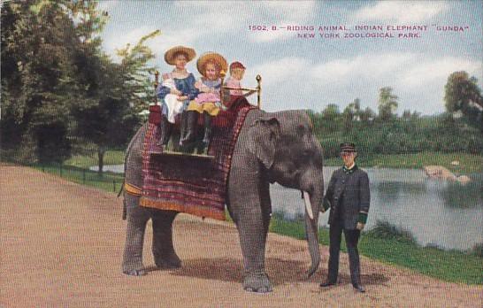 Children Riding Indian Elephant Gunda New York Zoological Park