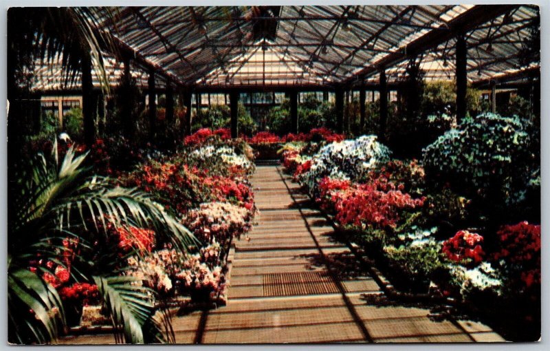 Vtg Kennett Square Pennsylvania PA Longwood Gardens Azalea House 1960s Postcard