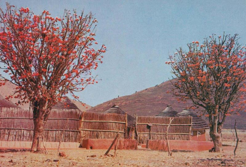 Transvaal Flower Flowering Kaffirboom Kraal South Africa Postcard