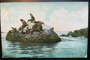 Vintage Postcard 1908 Seals at Santa Catalina Island California 