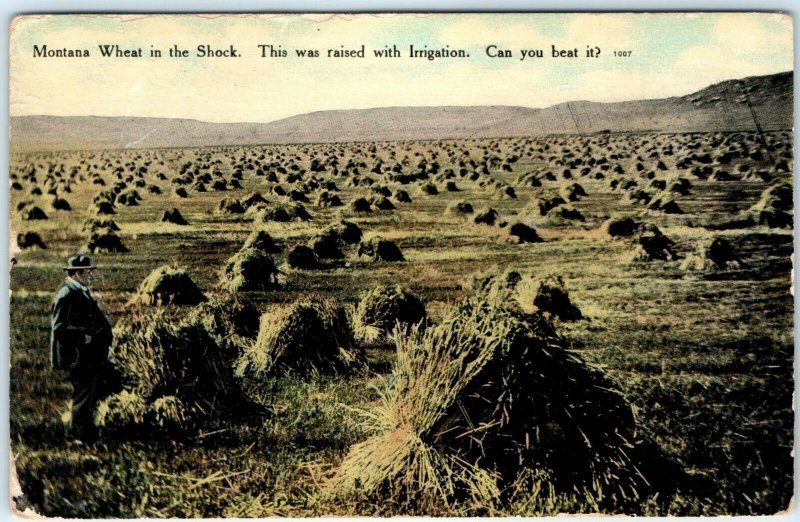 c1910s Montana Wheat Shock Postcard Harvest Piles Irrigation Chinook MT A39