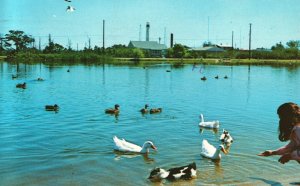 Vintage Postcard Feeding The Ducks At Lily Lake Cape May New Jersey NJ