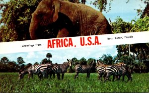 Florida Greetings From Boca Raton Africa U S A With Elephants and Zebras