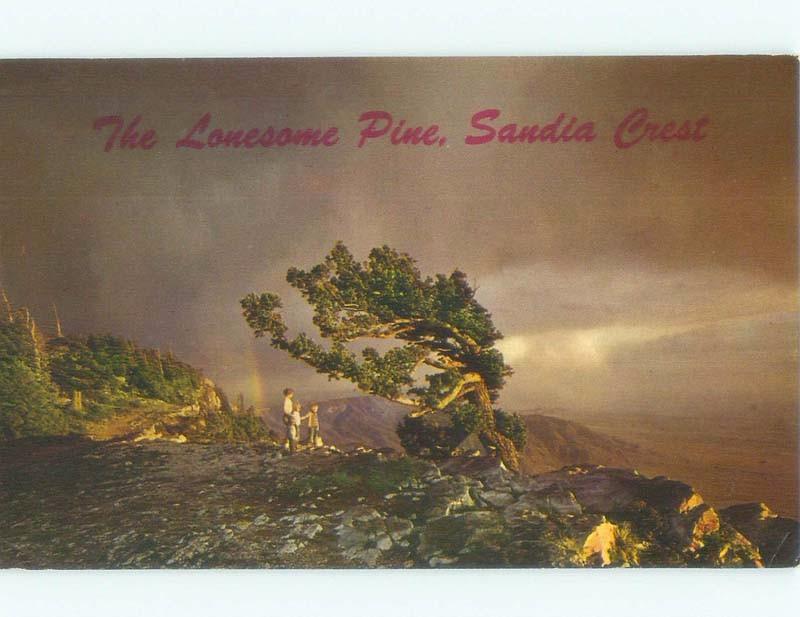 Unused Pre-1980 LONESOME PINE TREE Albuquerque New Mexico NM E6718