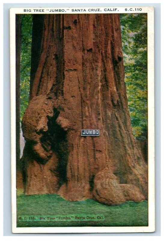 c. 1920 Big Tree Jumbo Redwood Santa Cruz, CA. Postcard F91